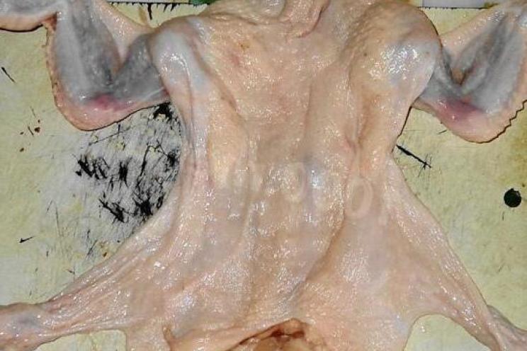 Easy Guide: Remove Chicken Skin Perfectly for Stuffing Easy Guide: Remove Chicken Skin Perfectly for Stuffing